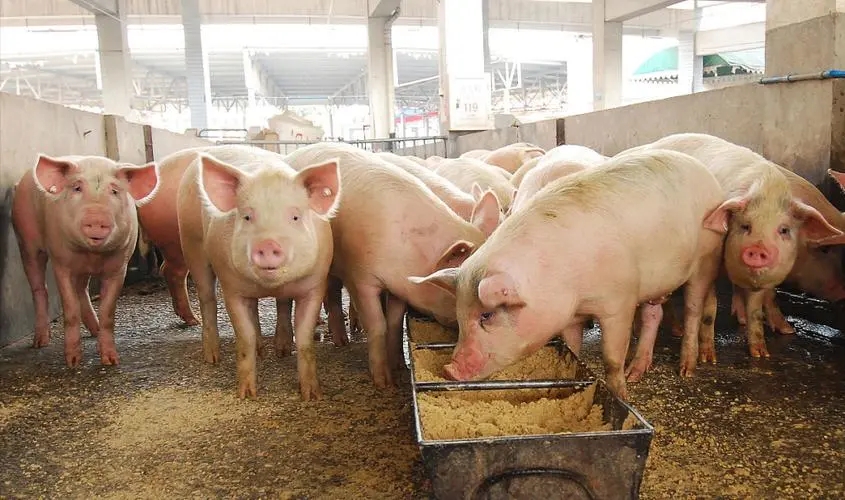 天津市生猪产业高质量发展面临哪些问题？