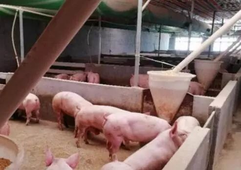 有没有什么办法能帮养殖户解决肥猪定点排粪尿的难题？