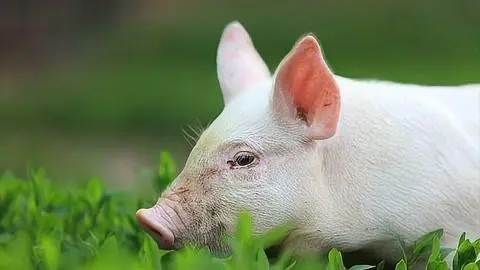 2024年01月21日全国各省市10公斤仔猪价格行情报价，现阶段补栏仔猪是看好7月份标猪出栏？
