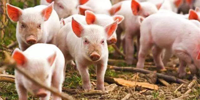 2024年01月21日全国各省市20公斤仔猪价格行情报价，猪价低位拉扯，仔猪价格逆势走高，发生了啥？