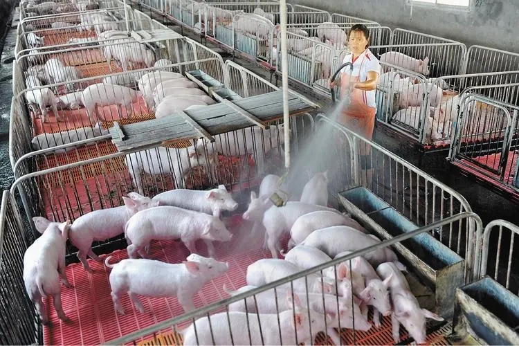 防重于治，养重于防！猪场中不是所有的死猪都和疾病有关？