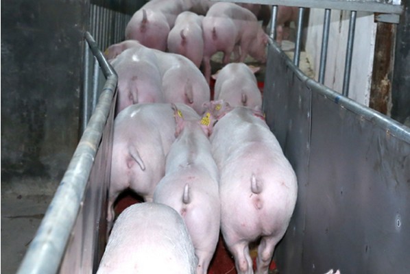 2024年猪价拐点来了？1-6月生猪均价或将高于7.3元/斤