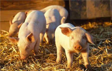 中国式养猪存在的五大问题，你都知道吗？