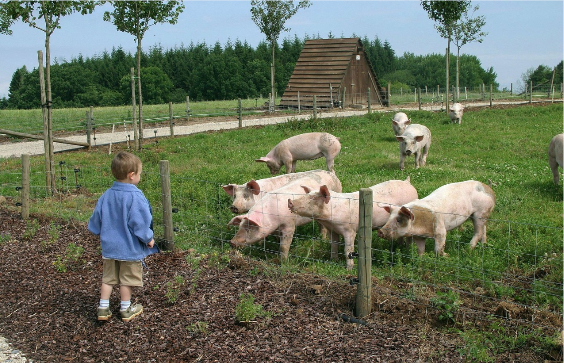 猪为什么会得营养代谢疾病？如何防治？