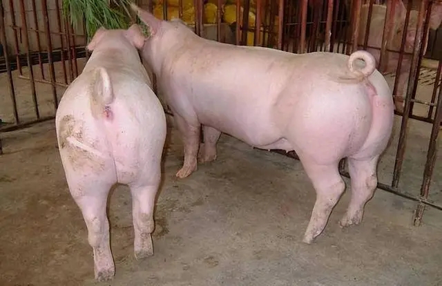 保持母猪的理想体况有助于提高母猪繁殖性能