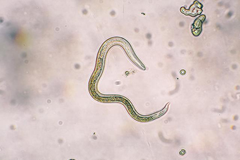 常见的动物寄生虫种类及基本防治策略有哪些？
