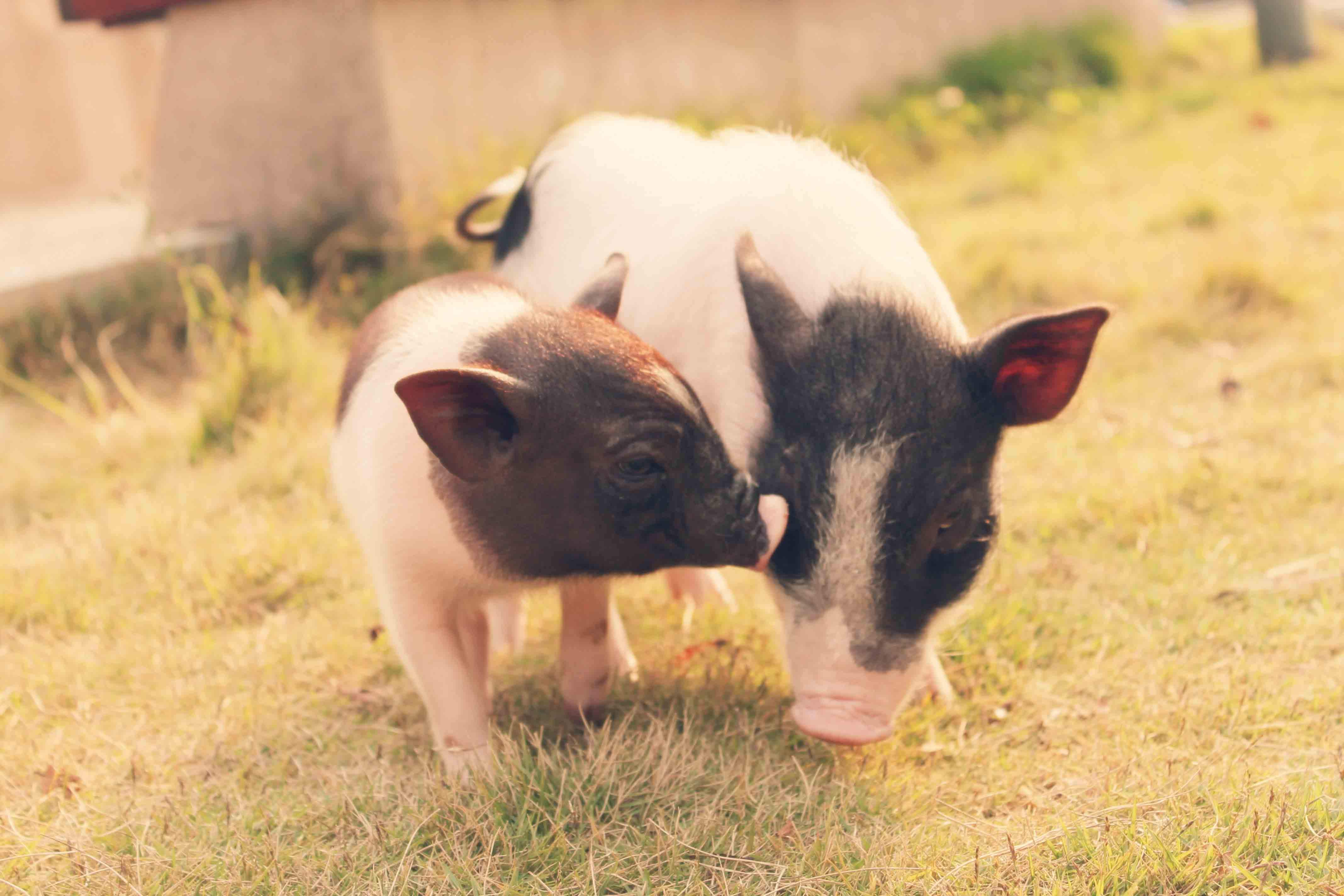 仔猪价格两周涨价15%  王祖力：预计今年下半年猪价或能涨到18元/公斤左右