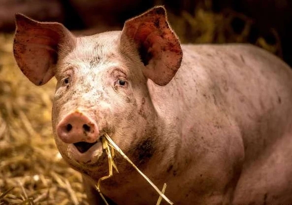 2024年01月26日全国各省市外三元生猪价格，消费需求逐步回暖，猪价或迎来阶段性的“小阳春”？