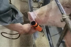非洲猪瘟背景下烯丙孕素片剂在母猪批次化生产的应用