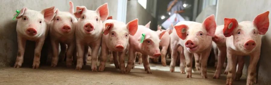 后非瘟时代，养猪人面临猪价和生物安全双重压力！如何改善动物健康度？
