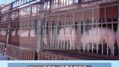 生猪供应处十年内次高值！2024年理论出栏如何？