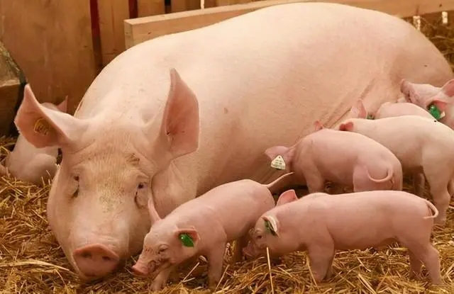 2024年01月30日全国各省市种猪价格报价表，2023年末能繁母猪存栏4142万头，环比下降2.3%