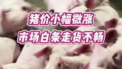 1月25日生猪价格：涨势渐歇！大部地区猪价冲高回落，市场情绪表现明显转差！