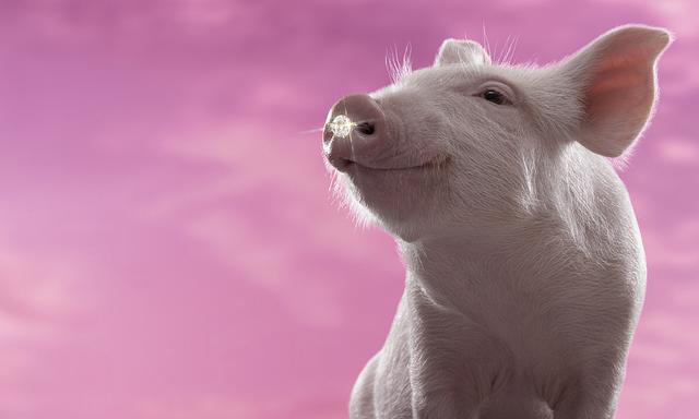 上市猪企2023年业绩抢先看！一月内启动4轮猪肉收储，未来猪价怎么走？