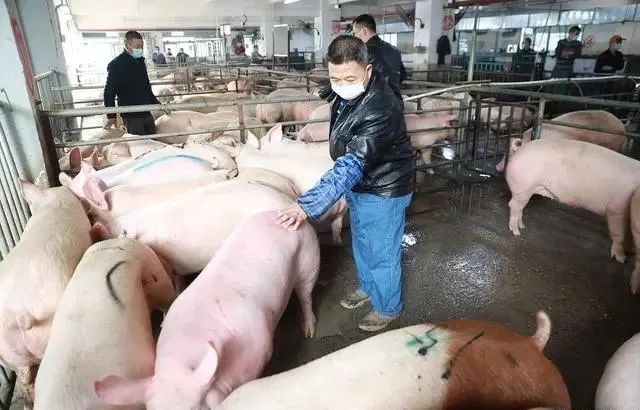 2024年01月30日全国各省市土杂猪生猪价格，未来一周，生猪价格或将触及阶段性新高？