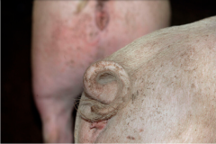 猪的断尾、损伤和溃疡之间有什么联系？答案在文中
