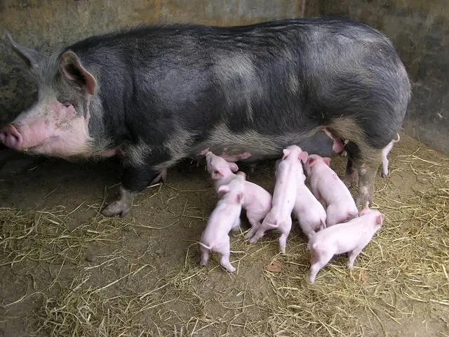 初产母猪提早断奶对后期有哪些影响？不能一味的追求早期断奶