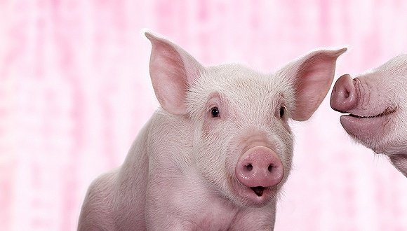 2024年02月03日全国各省市20公斤仔猪价格行情报价，生猪价格大幅下跌，仔猪价格涨势还能延续吗？