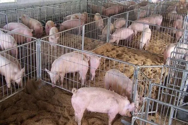 保育猪病后为什么治疗效果差？