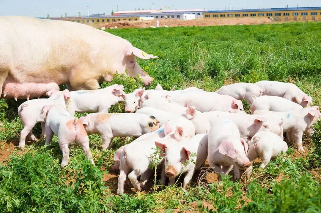 2024年02月04日全国各省市种猪价格报价表，能繁母猪产能仍处于高位，集团猪企仍看好后市？
