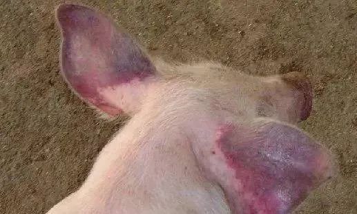 猪场谈“蓝”色变，蓝耳病该如何防控？