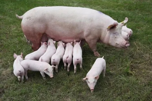 如何让仔猪在出生后吃到充足的初乳？教你一招轻松搞定母猪奶水不足！