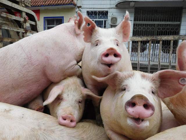 2024年02月05日全国各省市土杂猪生猪价格，集团猪企拉涨，猪价呈超预期上涨的走势！