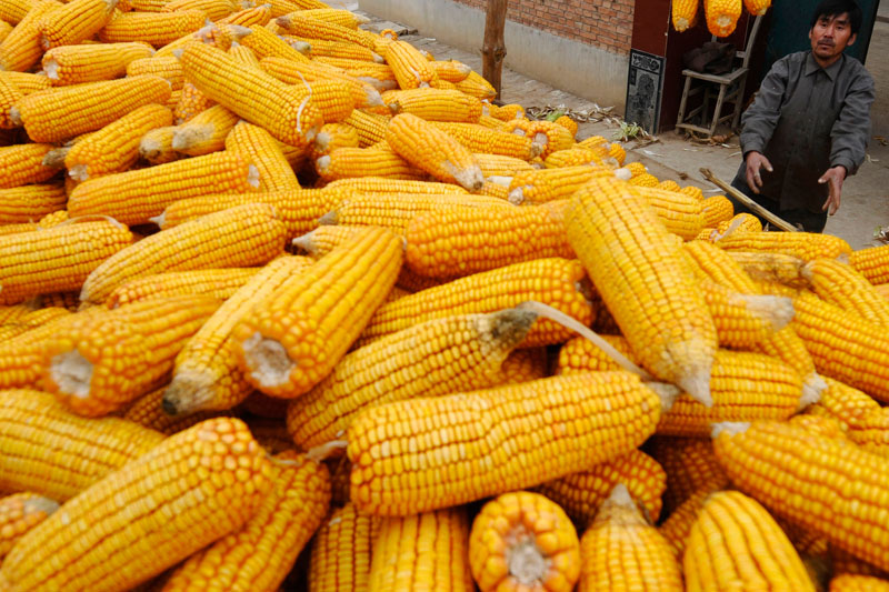中储粮为啥还在狂收玉米？玉米行情要好起来了吗？