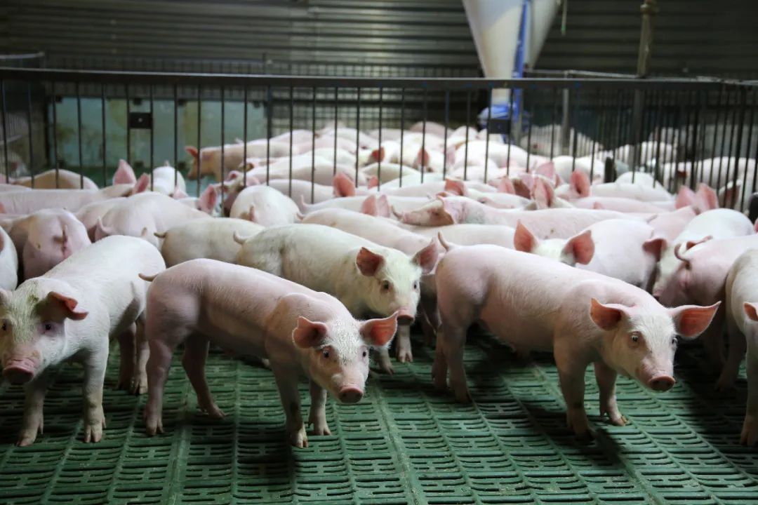 优化产能调控、大豆有序扩面、加大核心技术攻坚……中央一号文件第6次提到生猪养殖业