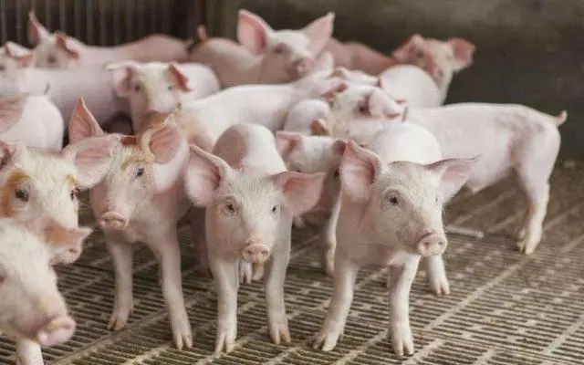 2024年02月08日全国各省市15公斤仔猪价格行情报价，均价上涨0.17元/公斤，仔猪价格还要涨？