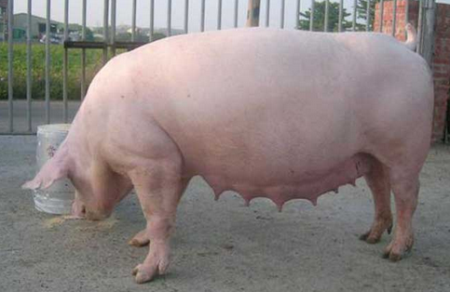 2024年02月12日全国各省市种猪价格报价表，