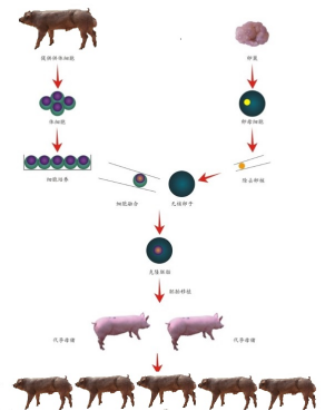 克隆猪生产流程图