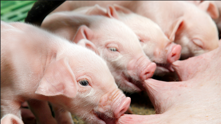 仔猪价格全面上涨，下半年猪价要起飞？
