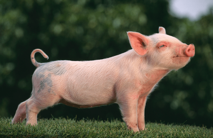 2024年02月13日全国各省市20公斤仔猪价格行情报价，仔猪翻身价格猛涨，下半年猪价有戏？