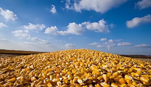 2024年02月15日全国各省市玉米价格行情，节后玉米“不涨反降”，这到底是什么信号？