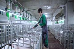 最美“敬业福”！传统养猪人转岗后，发生了什么故事？