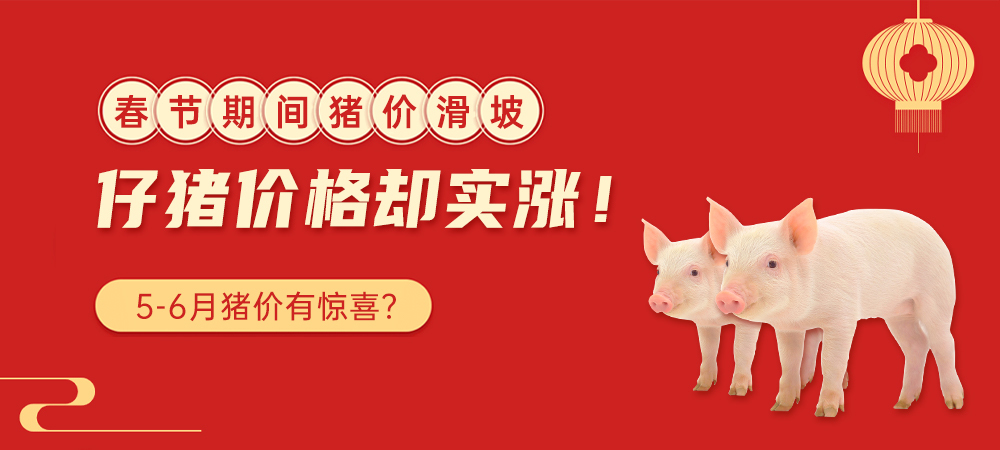 春节期间猪价滑坡，仔猪价格却实涨！5-6月猪价有惊喜？