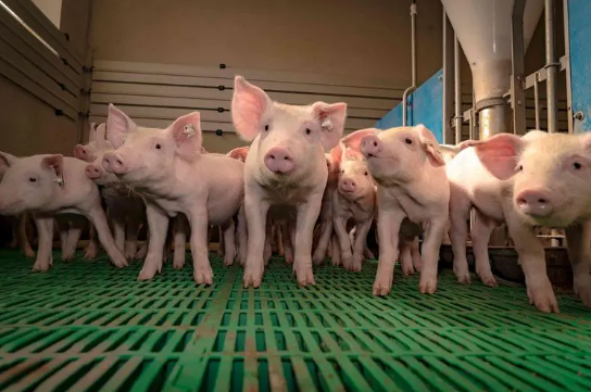 不止年后下跌，2024年的生猪市场依然不会平静？