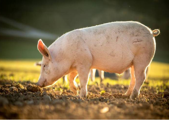 高平2023年生猪出栏达到100万头，稳居全省第一