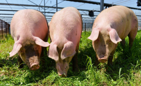 2024年02月19日全国各省市内三元生猪价格，2月底前猪价或将延续波动下跌的走势？