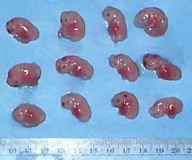 配种后第25-35天，胚胎大约有2.5-3.8cm，主要的系统已经形成