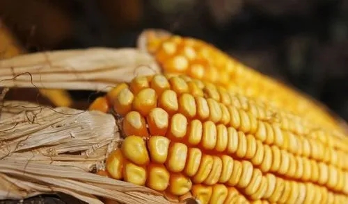 政策增储提振市场，玉米价格走势相对坚挺？