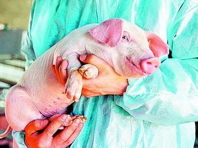 造成猪站立困难的猪病有哪些？如何治疗？
