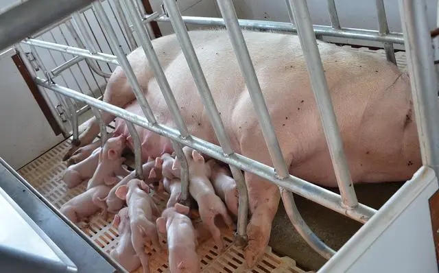2024年02月23日全国各省市种猪价格报价表，产能过剩，能繁母猪存栏量将调整为3900万头？