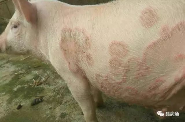 如何鉴别猪场常见皮肤病？几种方法要知道