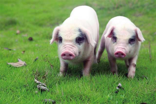 让猪吃的多长的快的5个方法，用过的都说好！