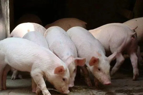 非瘟常态化下，增加猪只抗病毒才是重点！
