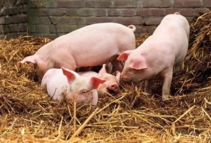 影响猪场料肉比的无形杀手，请你警惕这个病！