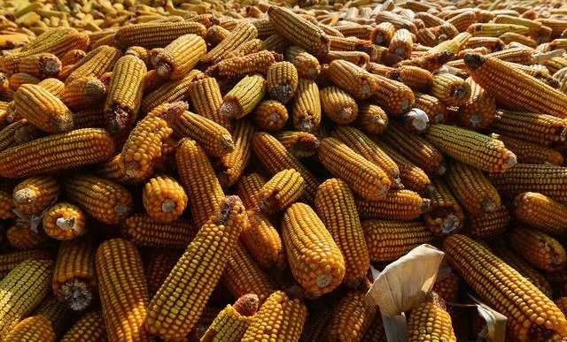 2024年02月27日全国各省市玉米价格行情，中储粮增储，玉米市场底部支撑较强！
