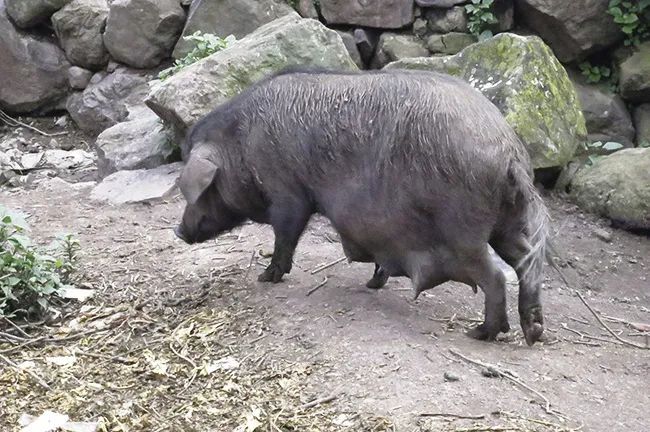 农村圈养与放养相结合的撒坝母猪泌乳期